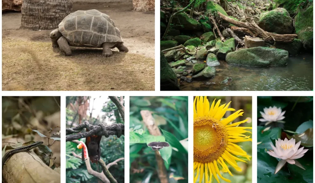 Vikten av biodiversitet och ekosystemskydd