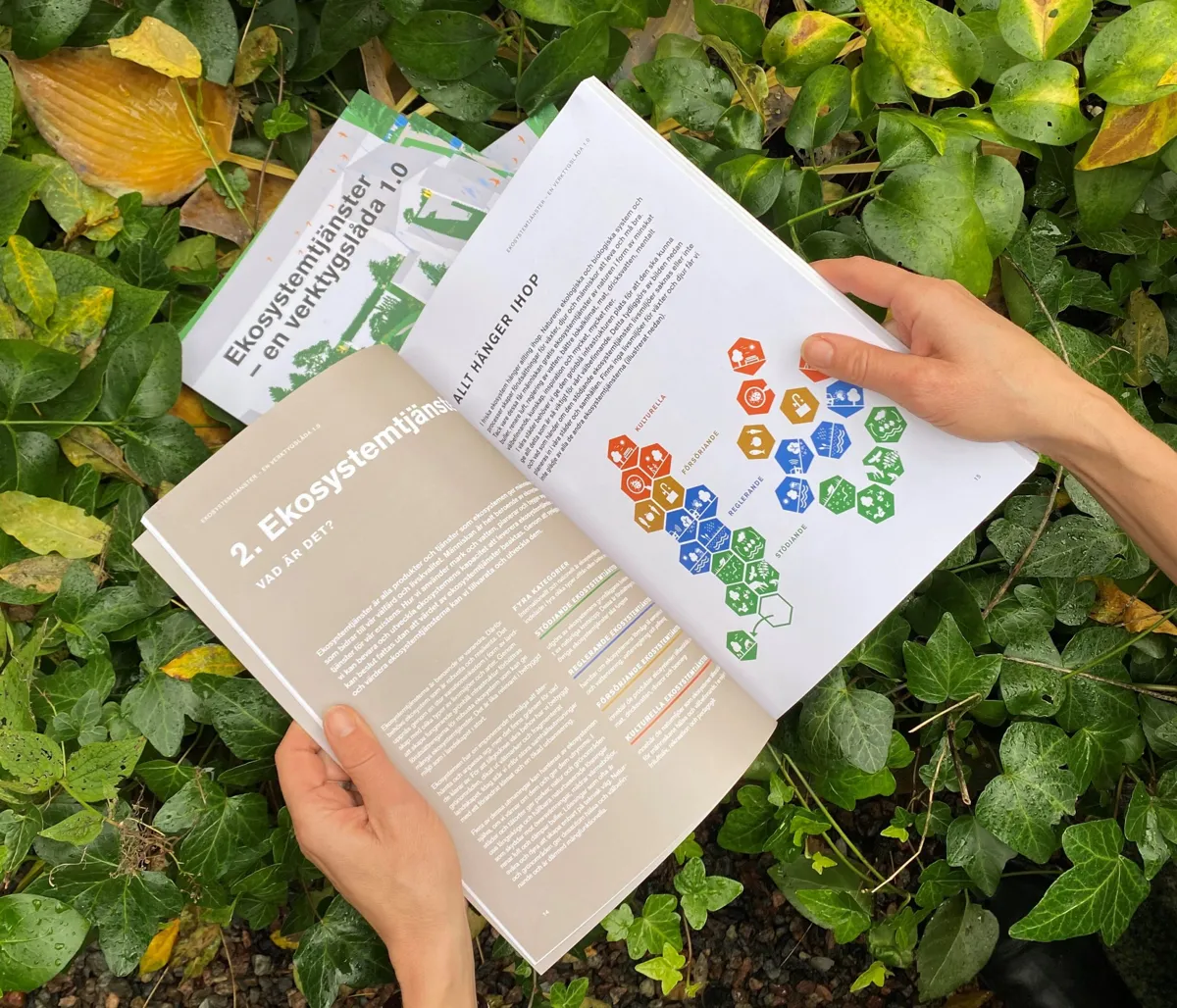 Fyra kategorier av ekosystemtjänster du bör känna till