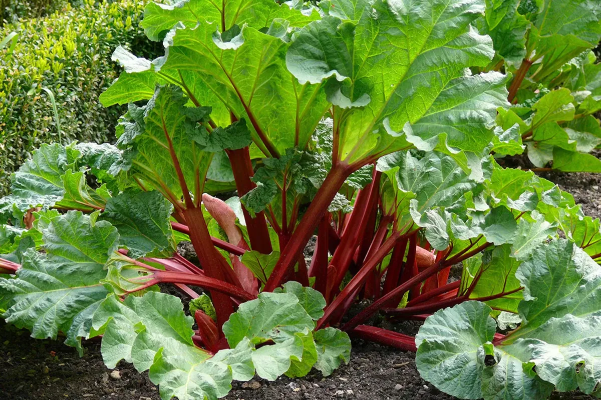 Exempel på växter med blad som liknar parkslide