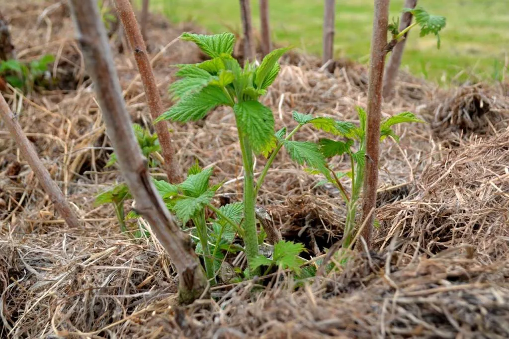 Växter med skott som påminner om parkslide