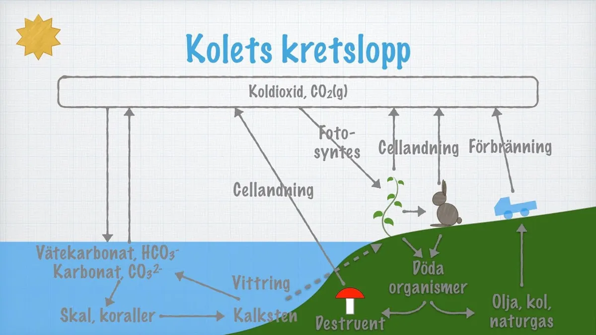 Så ser kolets kretslopp ut i olika tidslängder