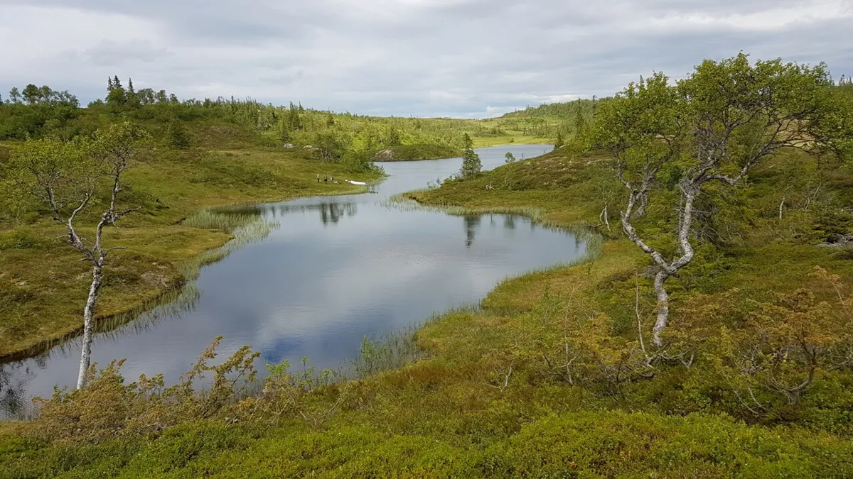 Hur märker man försurning i naturen?