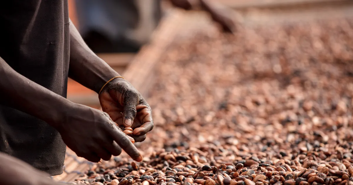 Hur växer kakaobönor och var i världen odlas de?
