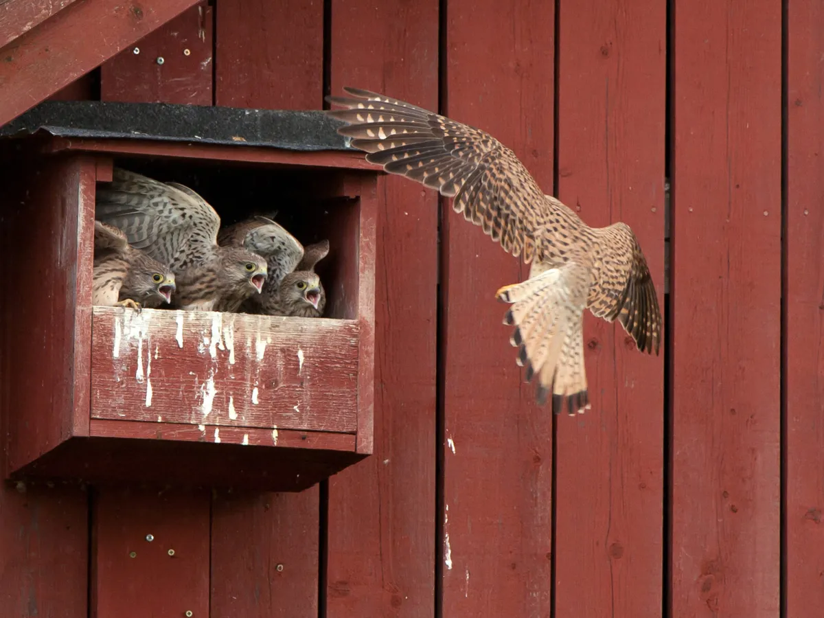 Olika typer av holkar för olika behov