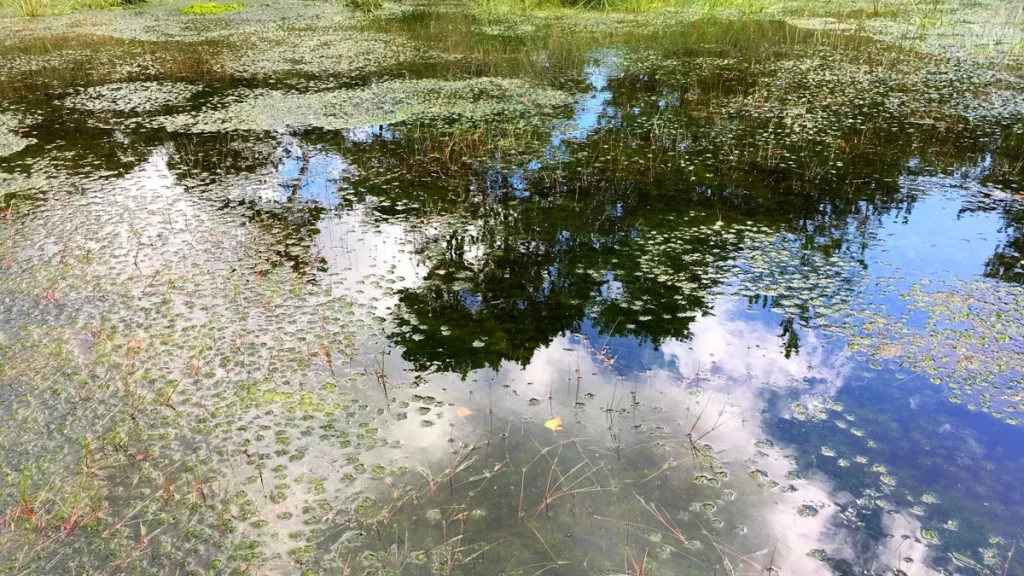 försurning